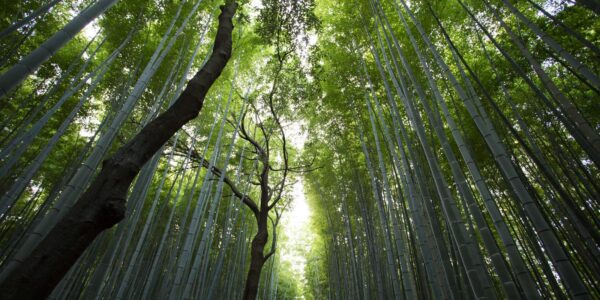 Why International Cooperation Often Begins With Technical Problems